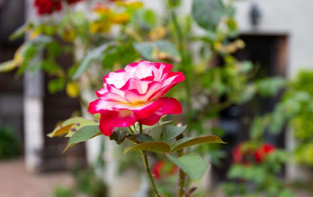 La Normande - Photo 24